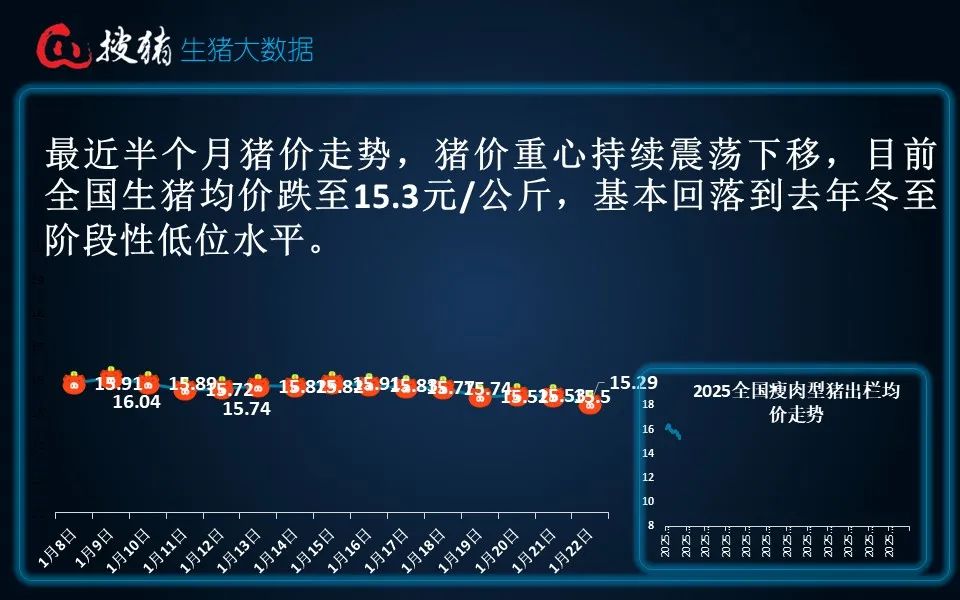 生猪现货日报|全国均价15.29元/公斤 仔猪价格持续逆势上涨 全国仔猪均价连涨三周